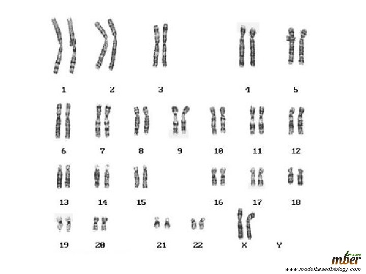 www. modelbasedbiology. com 
