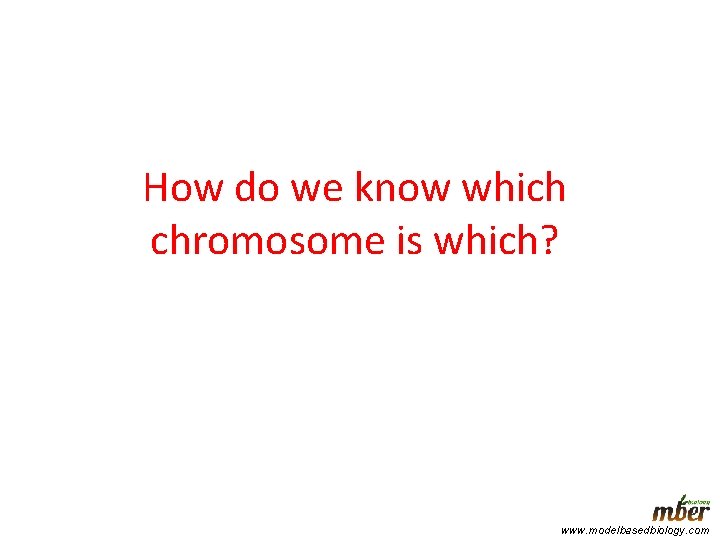 How do we know which chromosome is which? www. modelbasedbiology. com 