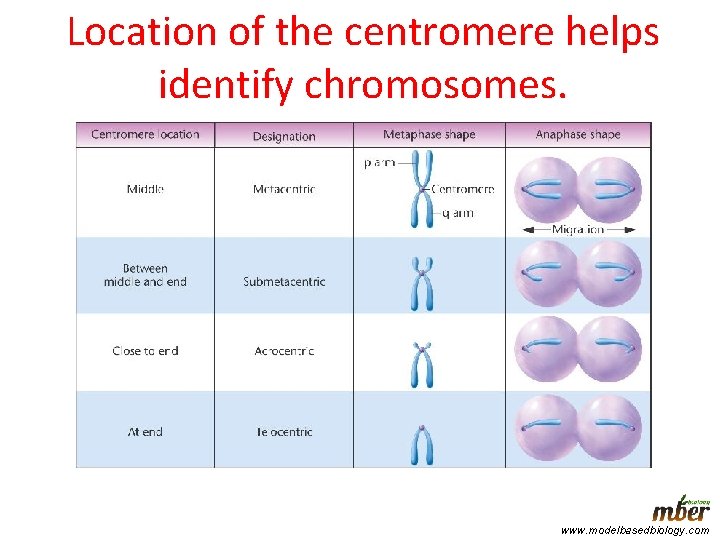 Location of the centromere helps identify chromosomes. www. modelbasedbiology. com 