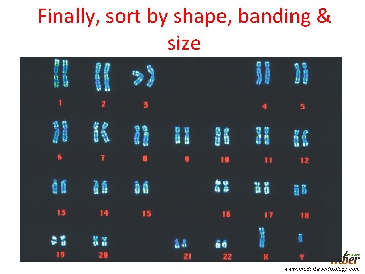 Finally, sort by shape, banding & size www. modelbasedbiology. com 