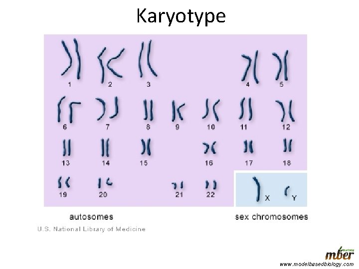 Karyotype www. modelbasedbiology. com 