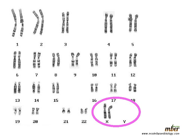 www. modelbasedbiology. com 