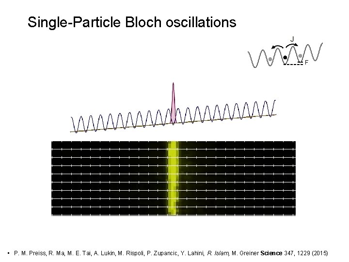 Single-Particle Bloch oscillations F • P. M. Preiss, R. Ma, M. E. Tai, A.