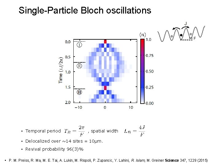 Single-Particle Bloch oscillations F • Temporal period , spatial width • Delocalized over ~14