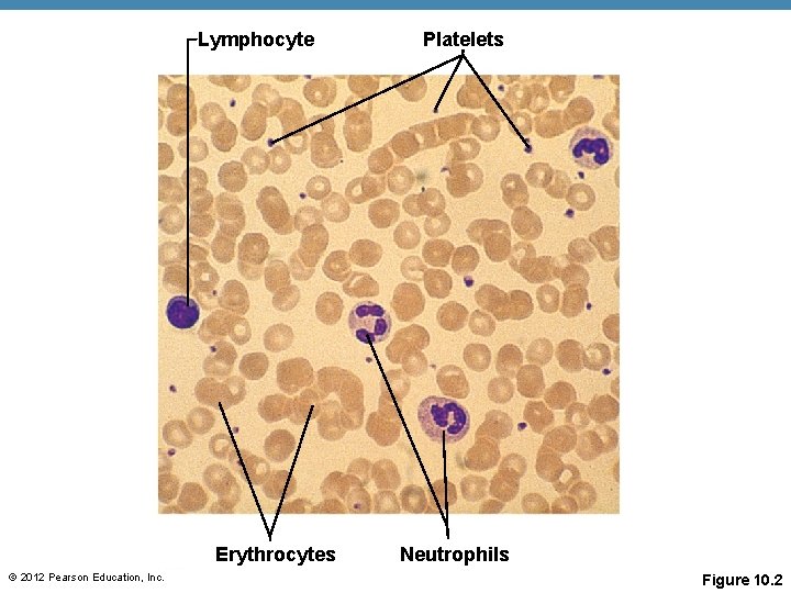 Lymphocyte Erythrocytes © 2012 Pearson Education, Inc. Platelets Neutrophils Figure 10. 2 