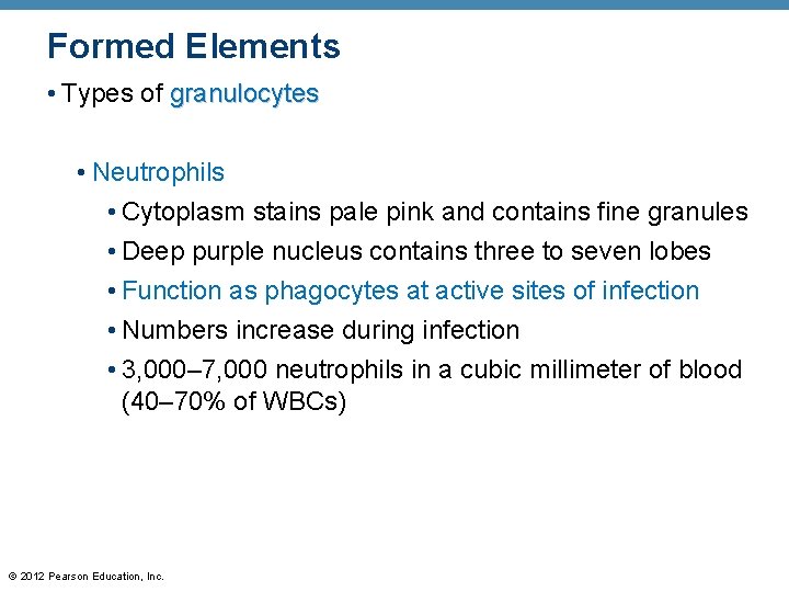Formed Elements • Types of granulocytes • Neutrophils • Cytoplasm stains pale pink and