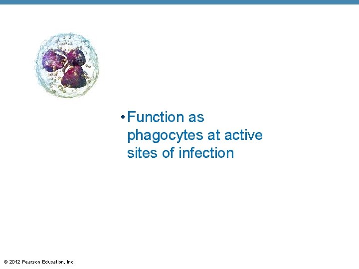  • Function as phagocytes at active sites of infection © 2012 Pearson Education,