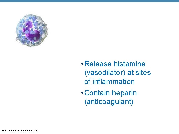  • Release histamine (vasodilator) at sites of inflammation • Contain heparin (anticoagulant) ©