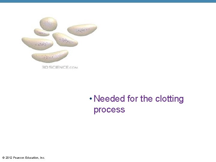  • Needed for the clotting process © 2012 Pearson Education, Inc. 