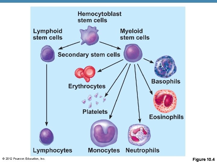 © 2012 Pearson Education, Inc. Figure 10. 4 