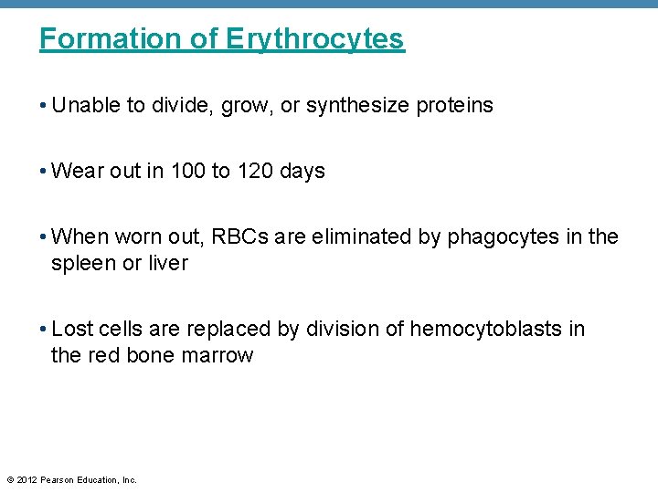 Formation of Erythrocytes • Unable to divide, grow, or synthesize proteins • Wear out