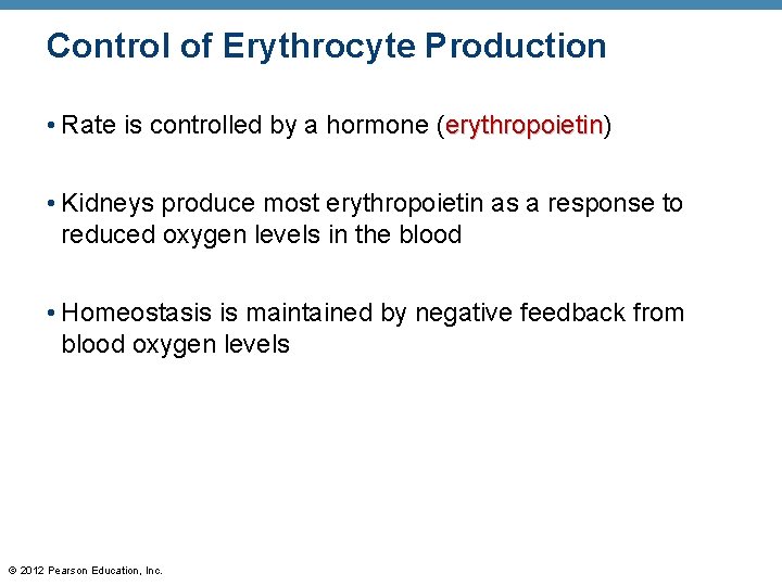 Control of Erythrocyte Production • Rate is controlled by a hormone (erythropoietin) erythropoietin •