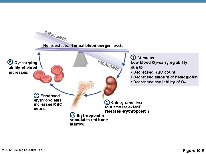 IMB ALA N CE Homeostasis: Normal blood oxygen levels 5 O 2−carrying ability of