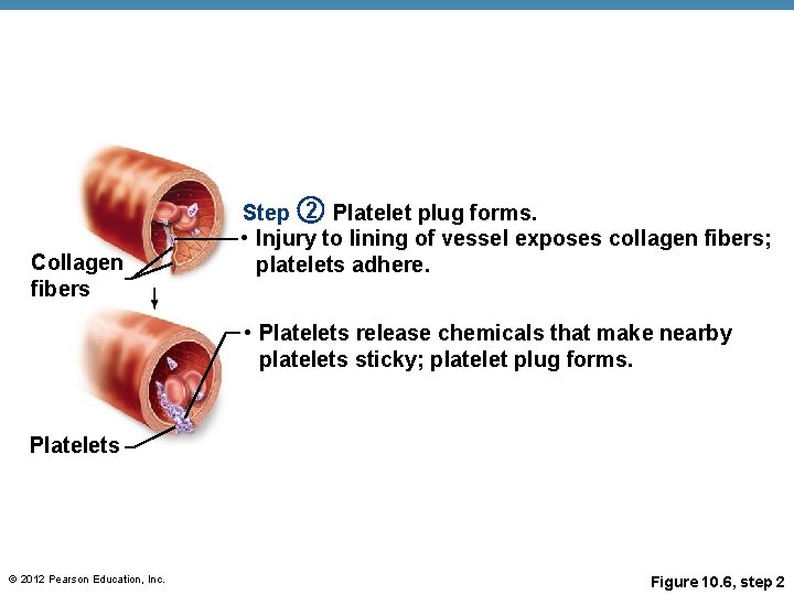 Collagen fibers Step 2 Platelet plug forms. • Injury to lining of vessel exposes