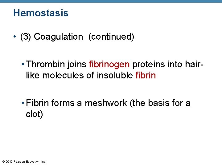 Hemostasis • (3) Coagulation (continued) • Thrombin joins fibrinogen proteins into hairlike molecules of