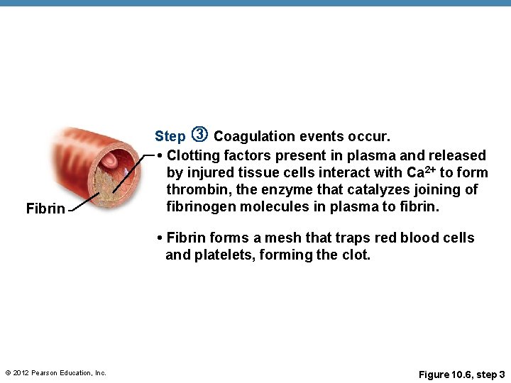 Fibrin Step 3 Coagulation events occur. • Clotting factors present in plasma and released