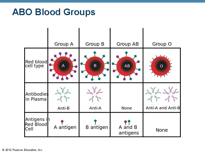 ABO Blood Groups © 2012 Pearson Education, Inc. 