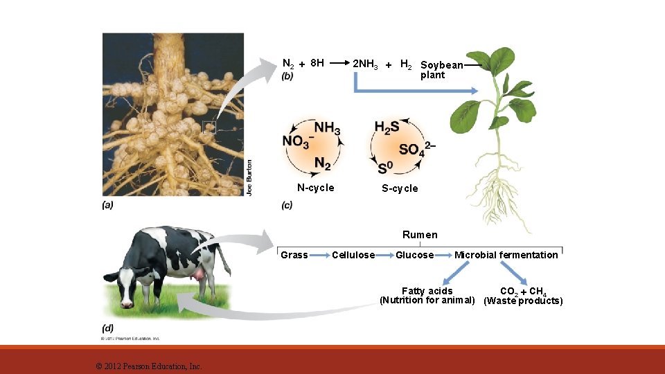 N 2 8 H 2 NH 3 H 2 Soybean plant N-cycle S-cycle Rumen