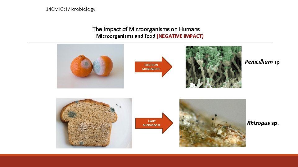 140 MIC: Microbiology The Impact of Microorganisms on Humans Microorganisms and food (NEGATIVE IMPACT)