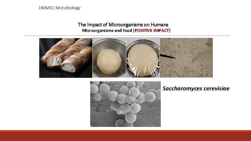 140 MIC: Microbiology The Impact of Microorganisms on Humans Microorganisms and food (POSITIVE IMPACT)