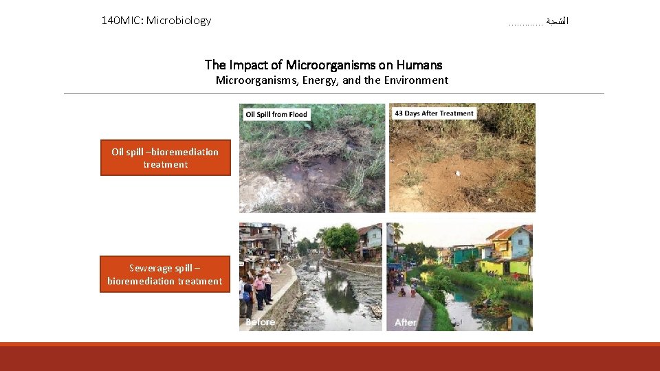 140 MIC: Microbiology . . . ﺍﻟﺸﻌﺒﺔ The Impact of Microorganisms on Humans Microorganisms,