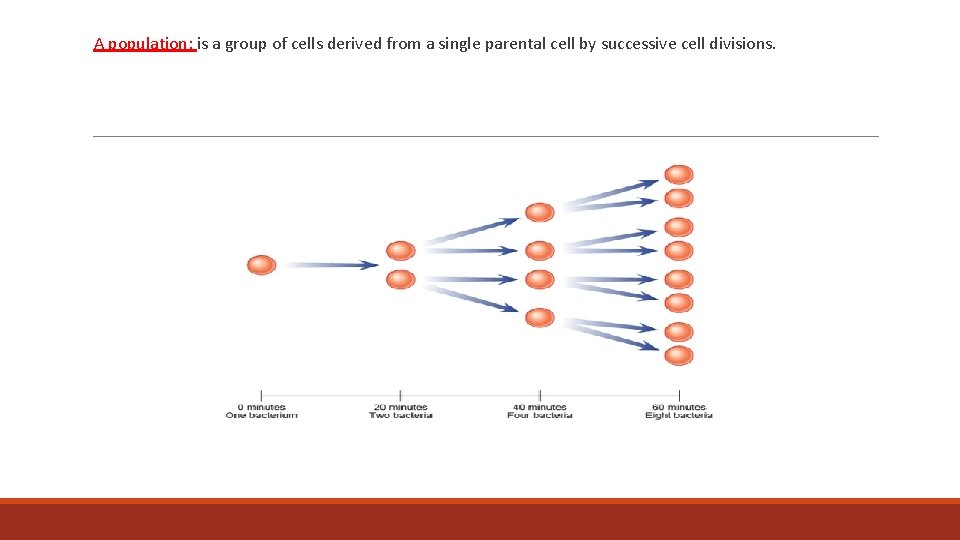 A population: is a group of cells derived from a single parental cell by