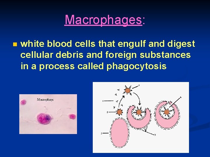 Macrophages: n white blood cells that engulf and digest cellular debris and foreign substances