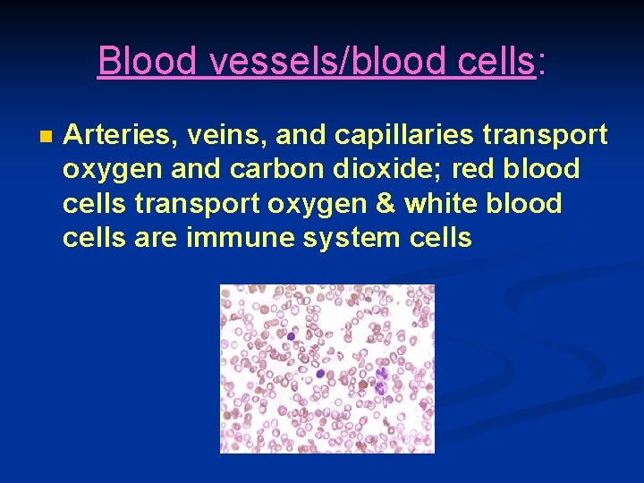 Blood vessels/blood cells: n Arteries, veins, and capillaries transport oxygen and carbon dioxide; red