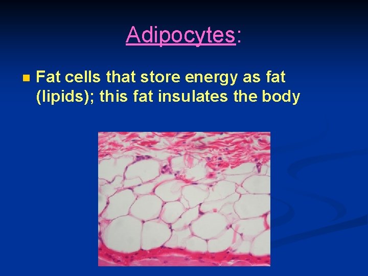 Adipocytes: n Fat cells that store energy as fat (lipids); this fat insulates the