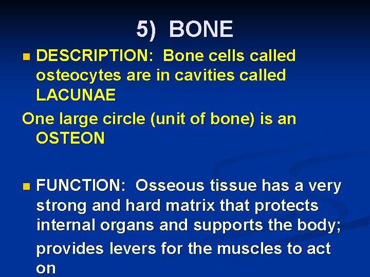 5) BONE DESCRIPTION: Bone cells called osteocytes are in cavities called LACUNAE One large