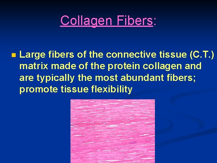 Collagen Fibers: n Large fibers of the connective tissue (C. T. ) matrix made