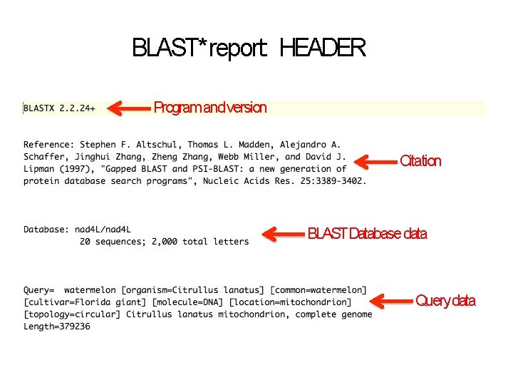 BLAST* report: HEADER Program and version Citation BLAST Database data Query data 