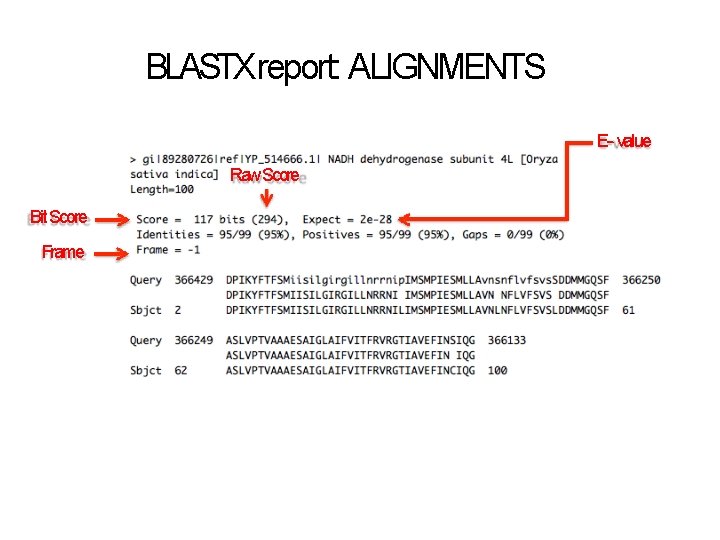 BLASTX report: ALIGNMENTS E ‐ value Raw Score Bit Score Frame 