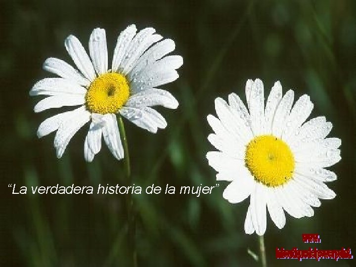 “La verdadera historia de la mujer” 