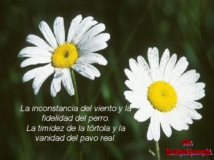 La inconstancia del viento y la fidelidad del perro. La timidez de la tórtola