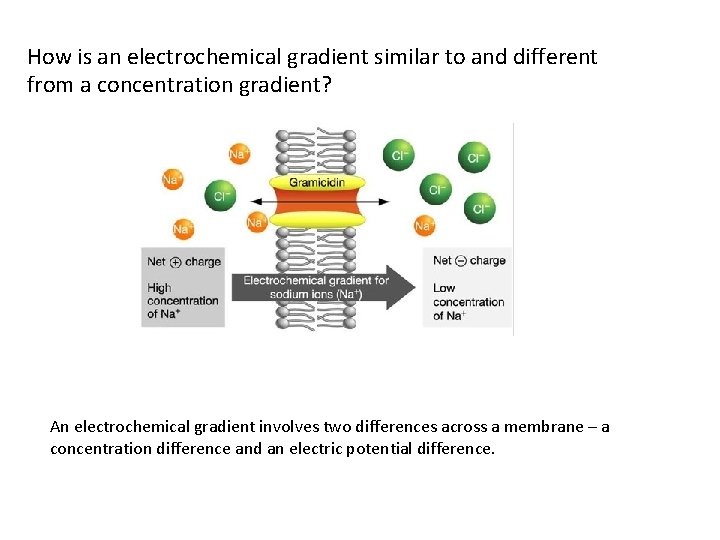 How is an electrochemical gradient similar to and different from a concentration gradient? An