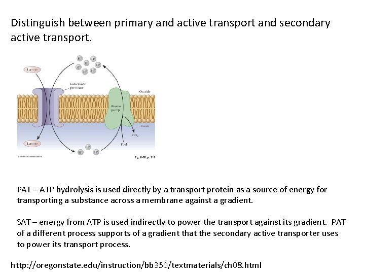 Distinguish between primary and active transport and secondary active transport. PAT – ATP hydrolysis