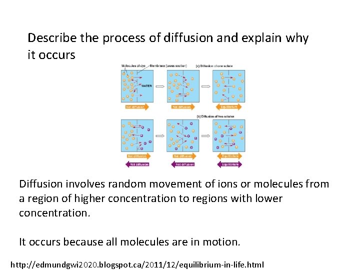 Describe the process of diffusion and explain why it occurs Diffusion involves random movement