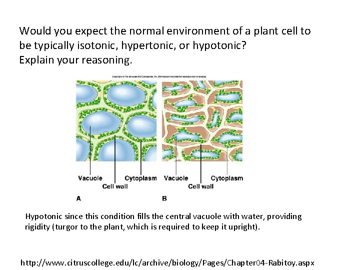 Would you expect the normal environment of a plant cell to be typically isotonic,