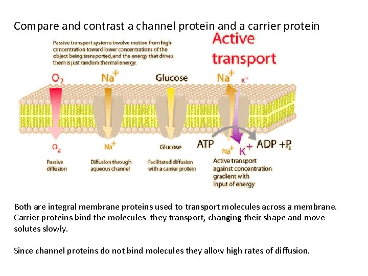 Compare and contrast a channel protein and a carrier protein Both are integral membrane