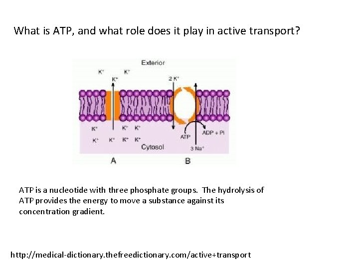 What is ATP, and what role does it play in active transport? ATP is