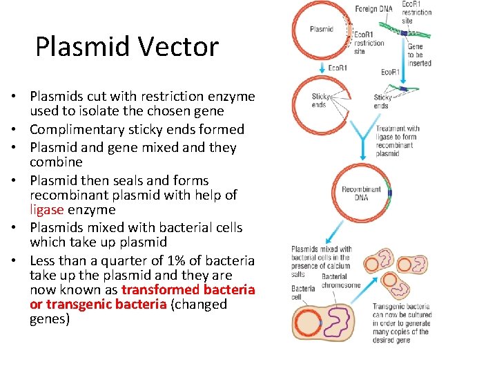 Plasmid Vector • Plasmids cut with restriction enzyme used to isolate the chosen gene