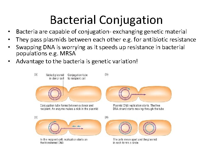 Bacterial Conjugation • Bacteria are capable of conjugation- exchanging genetic material • They pass