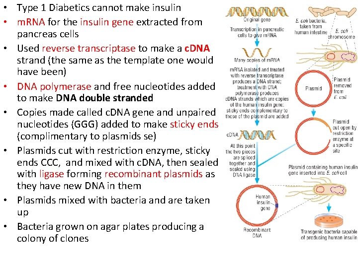  • Type 1 Diabetics cannot make insulin • m. RNA for the insulin