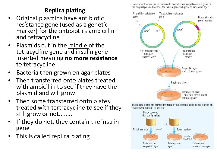  • • Replica plating Original plasmids have antibiotic resistance gene (used as a