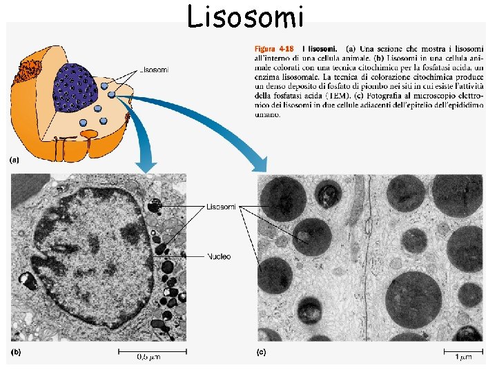 Lisosomi 11 