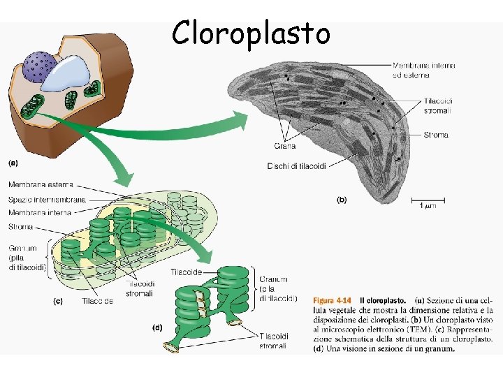 Cloroplasto 