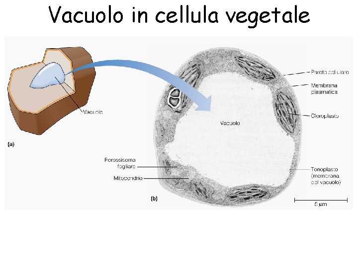 Vacuolo in cellula vegetale 