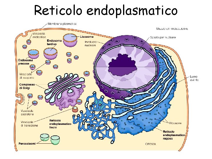 Reticolo endoplasmatico 14 