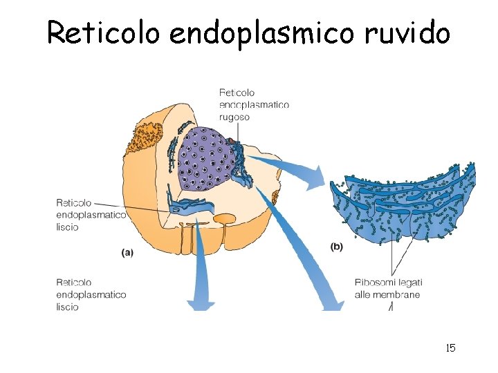 Reticolo endoplasmico ruvido 15 